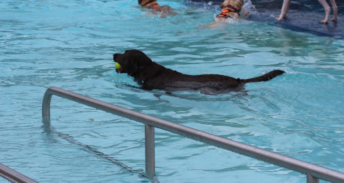 Paws in the pool