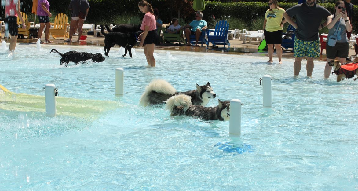 Dogs in pool