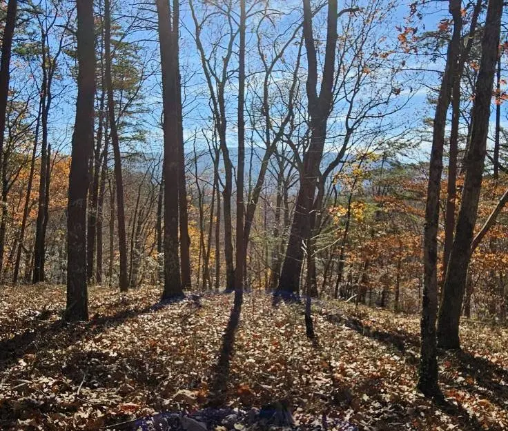 Trail view at the park